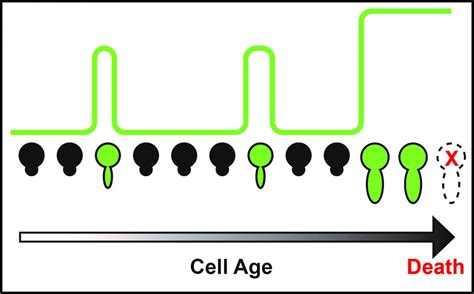 Cell Aging Image Eurekalert Science News Releases