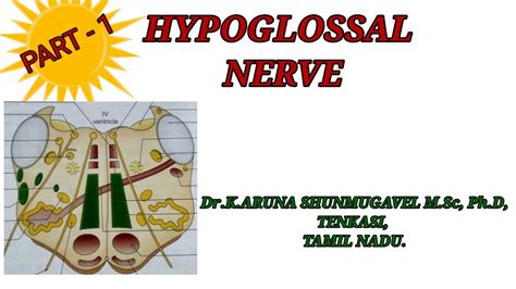 Hypoglossal Nerve Part 1 Nucleus Course Branches Area