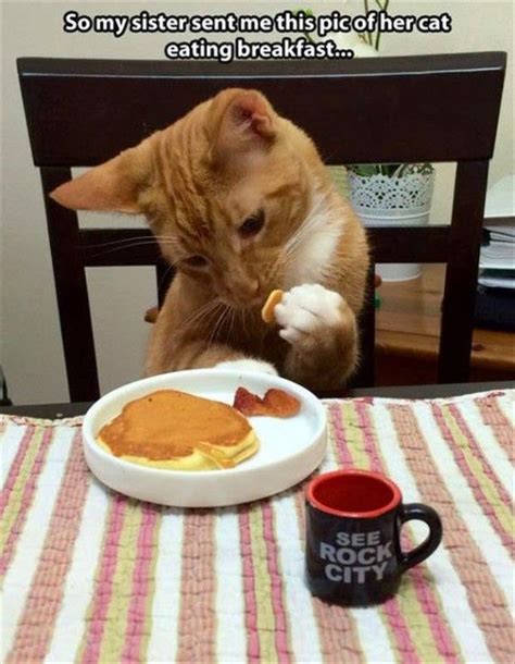 Breakfast Cat 12th June 2014 Funny Cat Pictures Cute Cats Funny