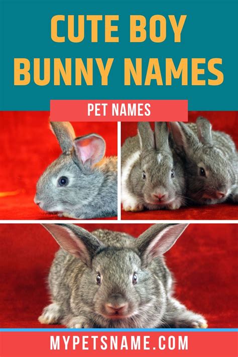 Cute Boy Bunny Names Cute Pet Names Bunny Names Cute Animal Names
