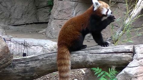 Red Panda Eating Bamboo Youtube