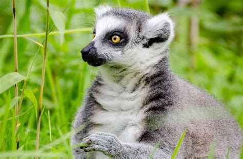 Lemur Diet Captivity How Much Does A Lemur Eat A Day Primates Park