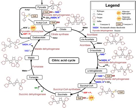 The Citric Acid Krebs Cycle Boundless Microbiology