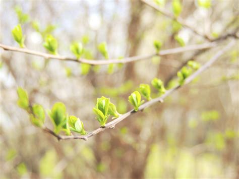 Free Images Tree Nature Grass Branch Blossom Sunlight Leaf Flower Spring Green
