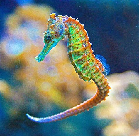 Seahorse colorful leafy sea dragon. Pin on Seahorse photography