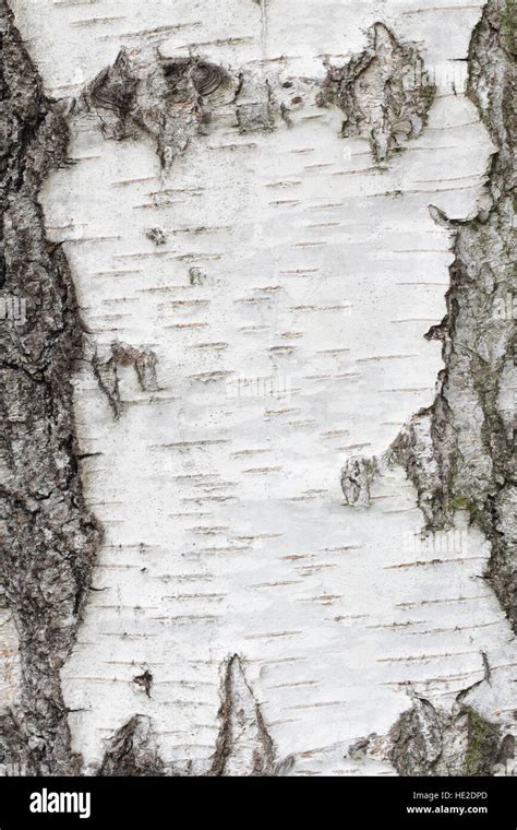 White Birch Tree Texture Abstract Background Stock Photo 129132485 Alamy