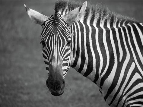 Zebra Photograph By Trace Kittrell Fine Art America