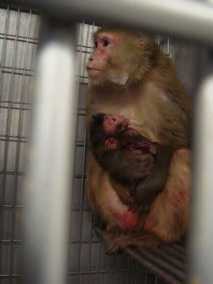 eye opening images  animals  labs cruelty  beauty cosmetics living peta