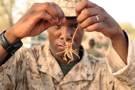 Camel spiders are tricky creatures. The DOD Energy Blog: June 2012