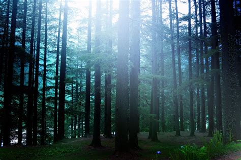 Pine Forest Background Free Stock Photo Public Domain Pictures