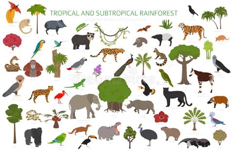 Tropical And Subtropical Rainforest Biome Natural Region Infographic