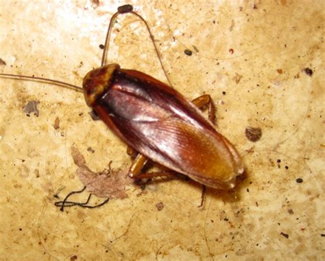 Cockroach Identification