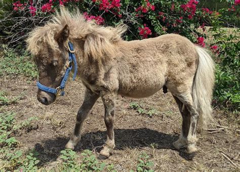 Miniature Horse For Sale Domestic Animals For Salecheap