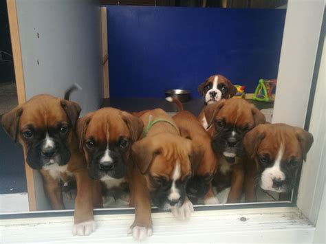 Brittany puppy for sale in harrisburg, pa, usa. Boxer Puppies For Sale | Pittsburgh, PA #254589 | Petzlover