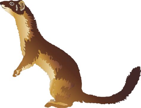 Weasel Clipart 20 Free Cliparts Download Images On Clipground 2021