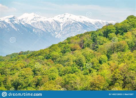 Thick Forest In A Green Valley Snow Capped Mountains Visible On The