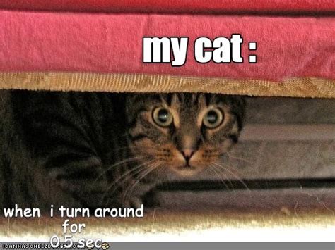 How Dare You Look At Me Lolcats Lol Cat Memes Funny Cats