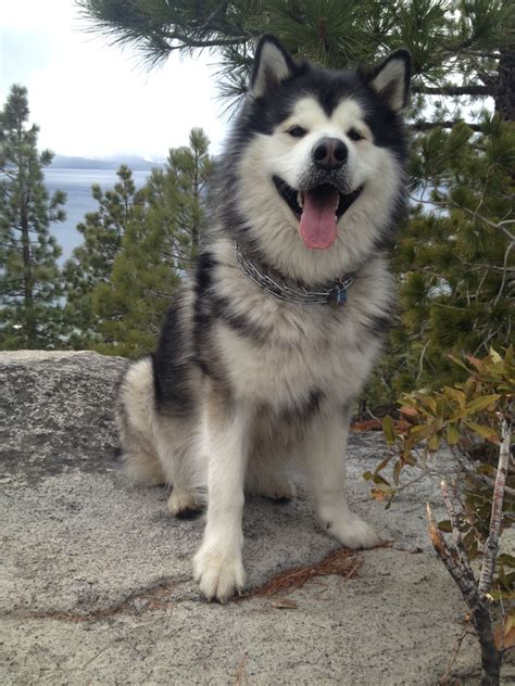 Say Hello To My Uncles Giant Malamute Giant Malamute Alaskan
