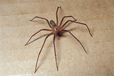 Brown Recluse Spider Facts Science Facts