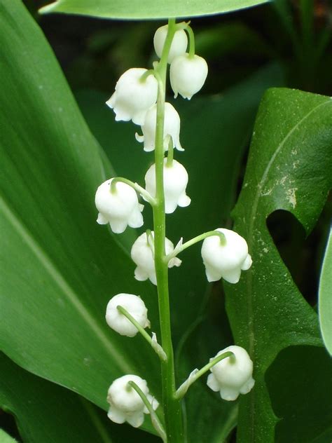Lily Of The Valley Convallaria · Free Photo On Pixabay