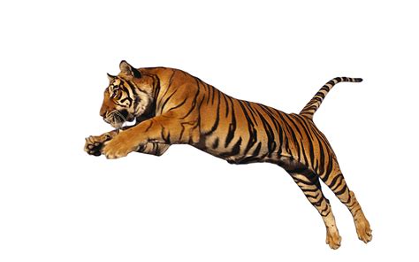 Searchqjumping Tiger Photo Inspiration