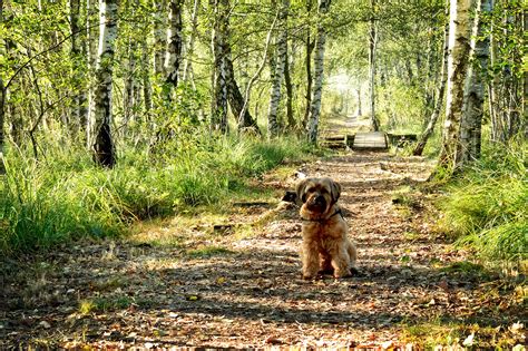 Free Images Tree Path Wilderness Trail Dog Waiting Pet Autumn
