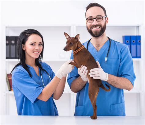 Emergency Veterinarian San Diego Ca Veterinarian