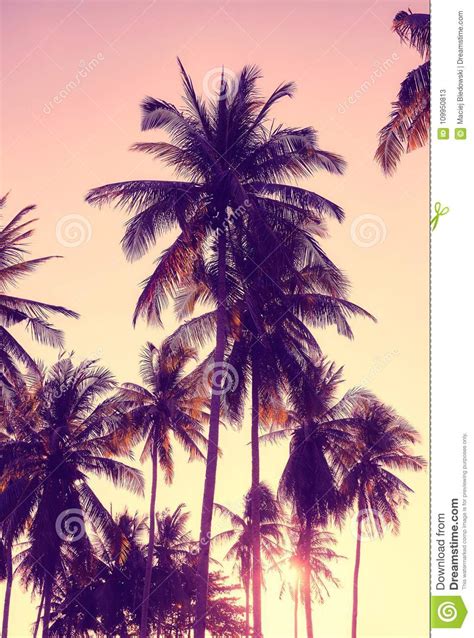 Coconut Palm Trees Silhouettes At Sunset Stock Image Image Of Summer