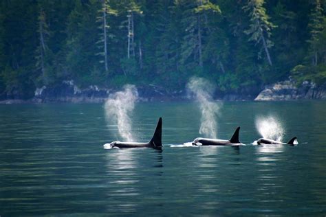 14 Best Places To See Orcas In The Wild Across The World Nomad Paradise