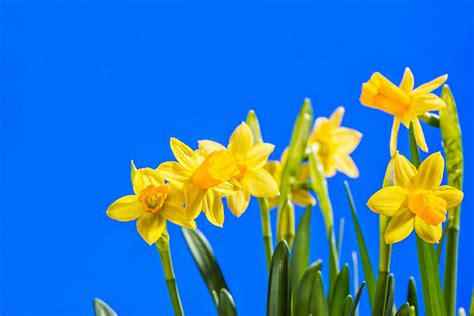 17000 Blue Daffodil Flower Stock Photos Pictures And Royalty Free