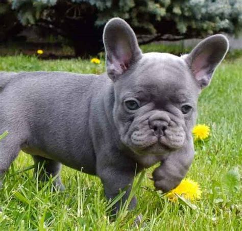 63 French Bulldog Different Colors Picture Bleumoonproductions