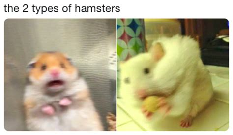 The 2 Types Of Hamsters Scared Hamster Know Your Meme