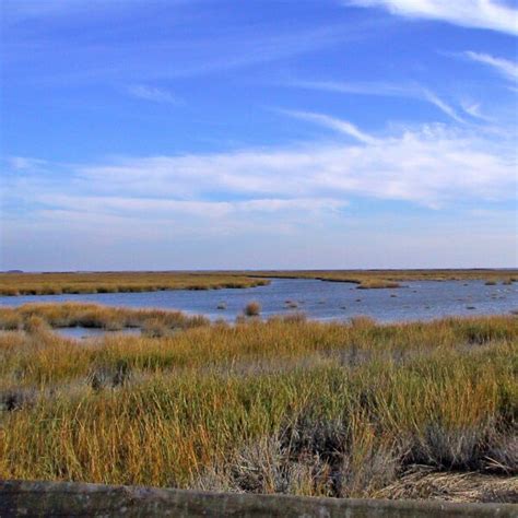 Salt Marsh Protecting The New Jersey Pinelands And Pine Barrens