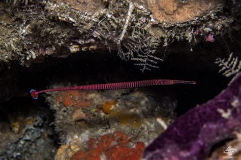 Many Banded Pipefish Facts And Photographs Seaunseen