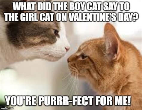 cat valentines day imgflip