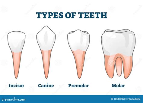 Types Of Teeth Vector Illustration Various Human Tooth Examples