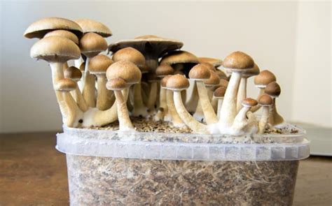 How To Grow Magic Mushrooms For Your Mycologic Studies