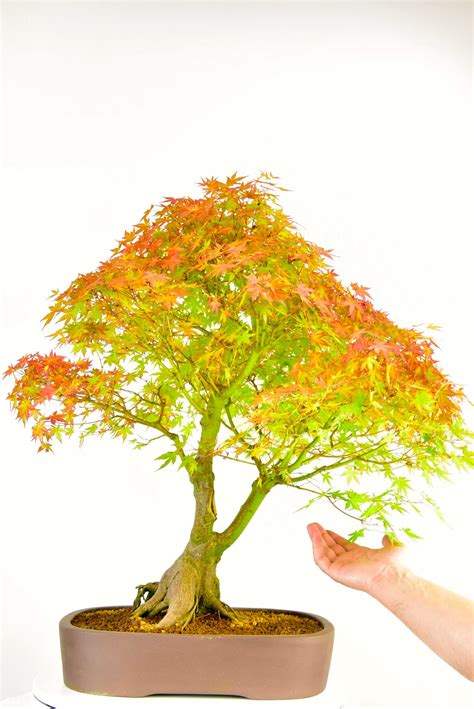 Japanese Maple Bonsai Acer Palmatum ~ 25 Years