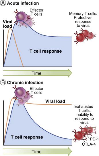 Effector Mechanisms Of T Cellmediated Immunity Functions Of T Cells