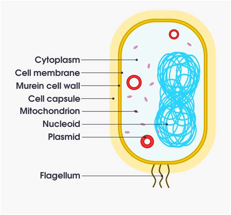 File Simple Diagram Simple Bacteria Cell Diagram Transparent