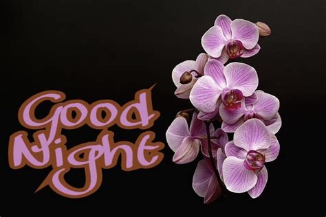 55 Good Night Flowers Wallpapers Pictures With Roses For Lovers And Frd