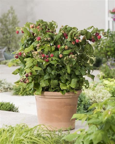 Gorgeous Berry Container Gardening Ideas Berry