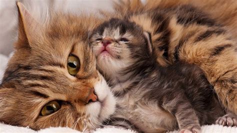Cat Mom Hugs Baby Kitten R Aww