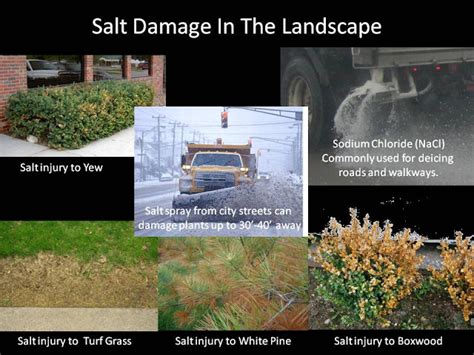 Winter Garden Care Protecting Your Plants From Salt Damage