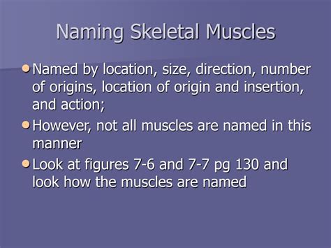 Ppt Muscular System Powerpoint Presentation Free Download Id9345290