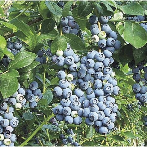 List 100 Images What Do Blueberry Bushes Look Like In The Winter
