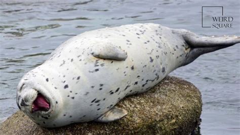 1 Best Ideas For Coloring Harbor Seals Facts