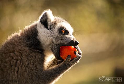 Ring Tailed Lemur Eating Fruit Noam Chen Photographernoam Chen
