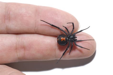 Like other venomous spiders, the black widow produces a type of protein venom that impacts the victim's nervous system. Black widow spider bite: Causes, appearance, symptoms, and ...