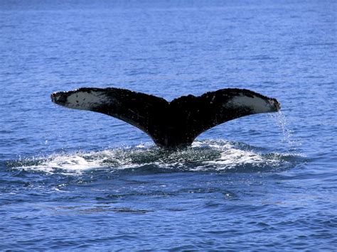 a rare whale in the sea of cortez smithsonian photo contest smithsonian magazine